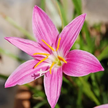 Apartament Lavanda *